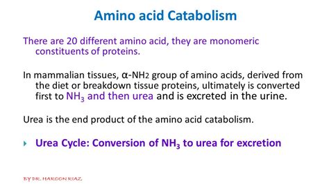 solution protein amino acid metabolism  urea cycle complete