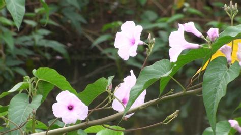 Ipomoea Carnea Bush Morning Glory YouTube