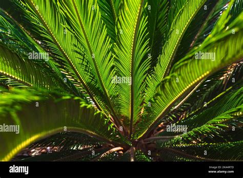 Feuilles De Palmier Ou De Cycas Revoluta De Sagou Plantes D Coratives