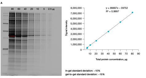 Western Blot Detection Of Proteins Present In Tissue Lysates Bioradiations