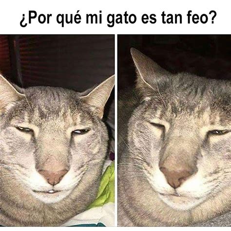 21 Memes De Gatos Que Harán Reír Hasta A Los Amantes De Los Perros