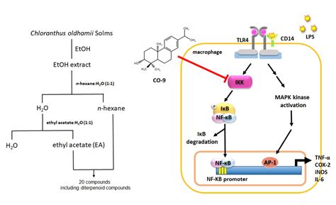 Molecules Free Full Text Diterpenoid Compounds Isolated From Chloranthus Oldhamii Solms