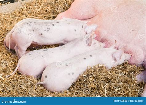 Pig Feeds Small Pink Pigs Stock Image Image Of Birth 21158845