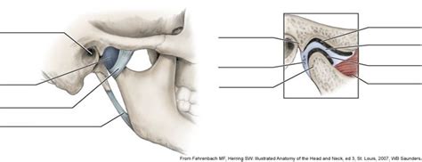 anatomy tmj Diagram | Quizlet