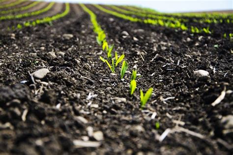 Assessing Ohios Corn Emergence Issues Ohio Ag Net Ohios Country