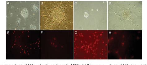 Figure 1 From Effects Of Ginsenoside Rg1 On The Proliferation And Glial