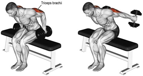 Comment Effectuer Les Kickback Triceps Assis Triceps Workout Arm