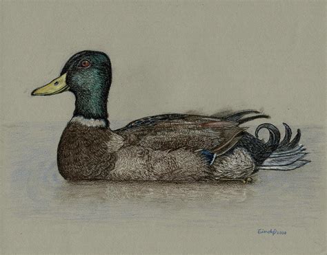 Mallard Duck Drawing by Cynthia Lanka