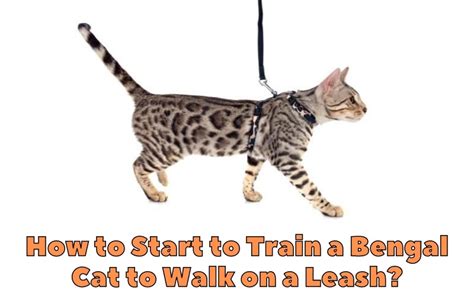 How To Start To Train A Bengal Cat To Walk On A Leash Bengal Cat Care