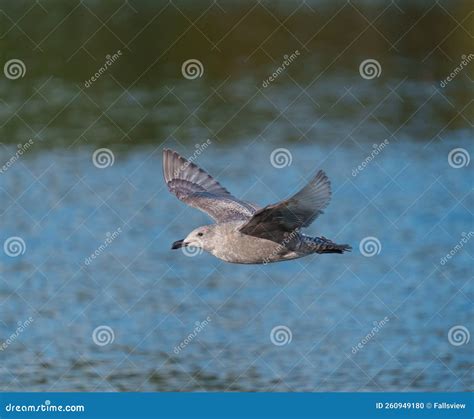 Glaucous Winged Gull In Fly Stock Photo Image Of Fence North 260949180