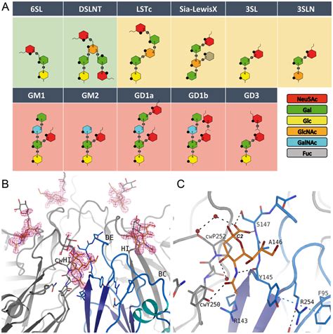 Glycan Binding And Attachment To Cva24v A Overview Of All Glycans