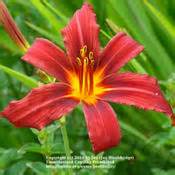 Daylily Hemerocallis Crimson Pirate In The Daylilies Database