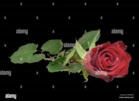 Single Red Rose Lying Down Isolated On A Black Background Stock Photo