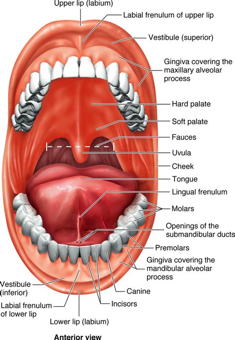 Diagram Of Isap M Oral Cavity Quizlet