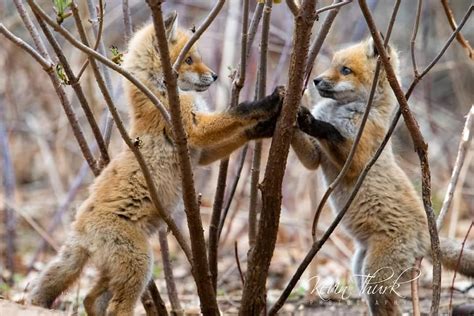 Red Fox kits-playing patty cake - Europe | Kevin Thurk Photography