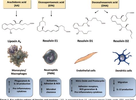 Figure From Statins Novel Lipid Mediators Promote Resolution Of Acute