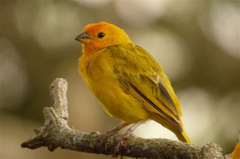 Lista De Verificaci N De Valle Del Cauca Naturalista Colombia