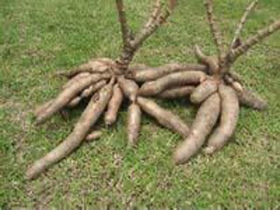 Cassava Cultivation ASEAN Cassava Centre