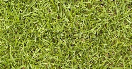 Benefits Of Bermuda Grass