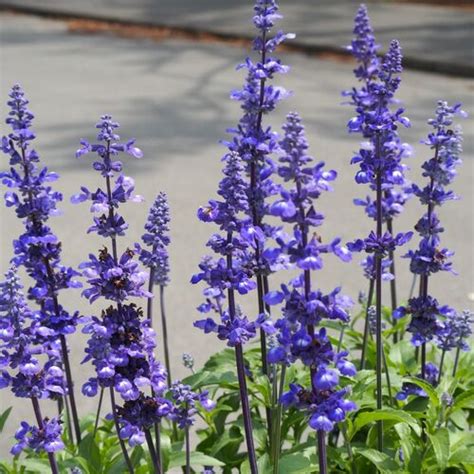 Salvia Blue Victory Seeds The Seed Collection