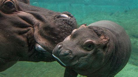 Baby hippo explores new habitat at San Diego Zoo - ABC7 Los Angeles