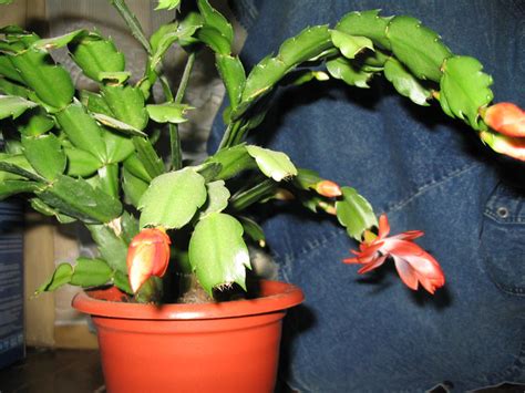 Декабрист или " Рождественский кактус " - Зимний кактус