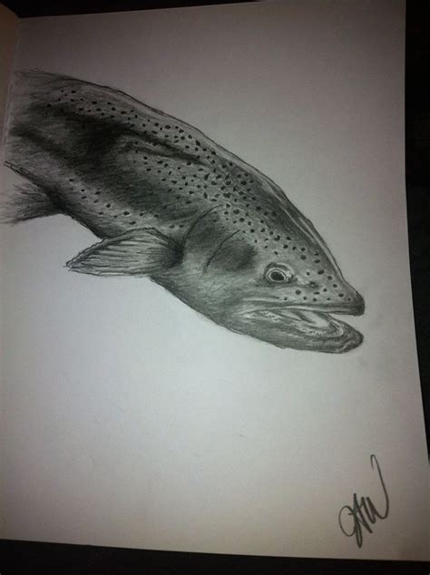 JAW June, 2013 Pencil sketch. Rainbow trout | Pencil sketch, Rainbow ...