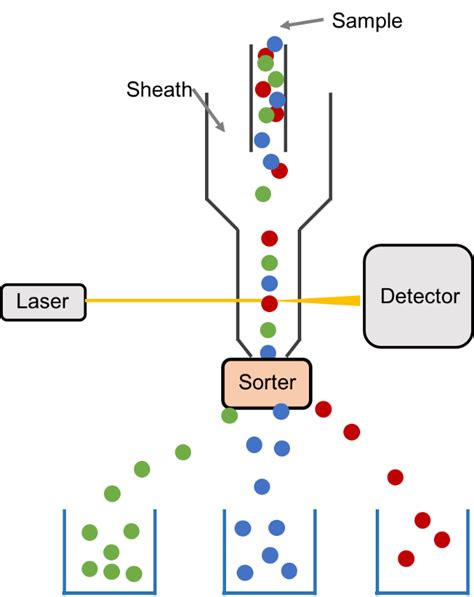 Flow Cytometry Analysis | Flow cytometry, Analysis, Flow