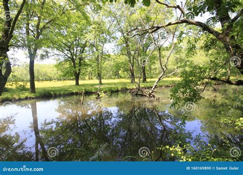 Nationaal Park Igneada Longoz Forests Turkije Stock Foto Image Of