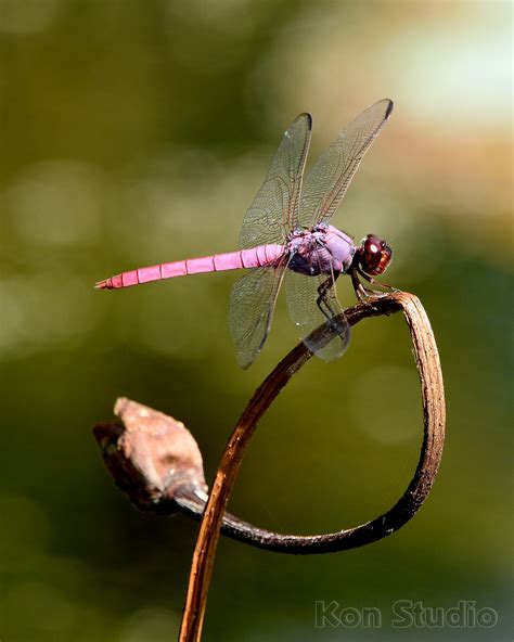 Roseate Skimmer Imagine Our Florida Inc