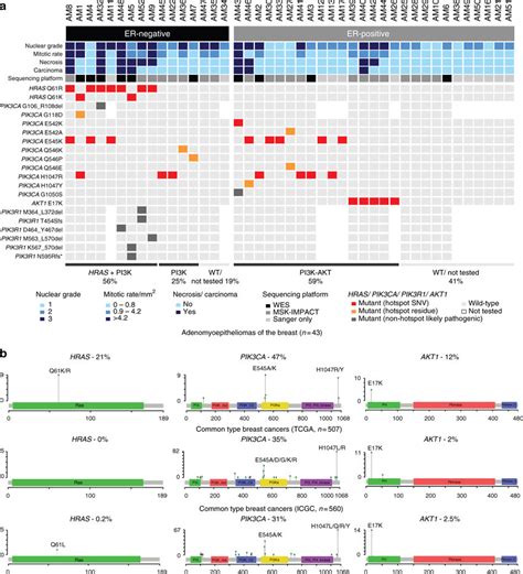 Somatic Mutations Affecting Hras And Pi K Akt Pathway Related Genes In