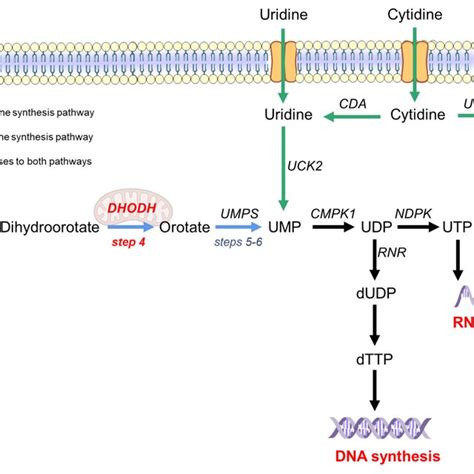 Pyrimidine synthesis pathway in humans. The de novo synthesis pathway ...