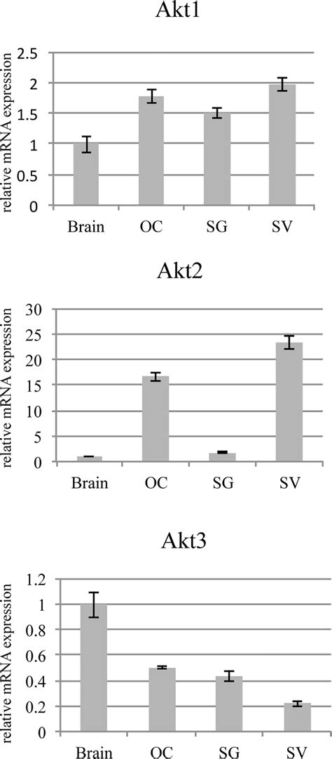 Akt1 Akt2 And Akt3 Mrna Relative Expression In The Organ Of Corti