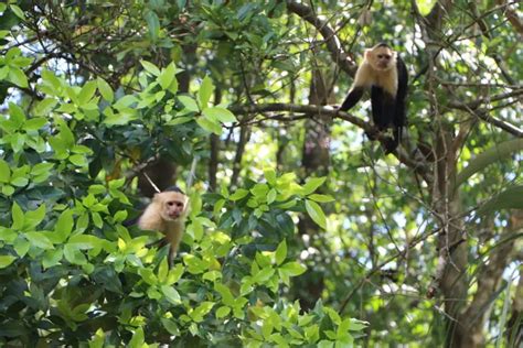 The astonishing Wildlife of Matapalo ⋆ The Costa Rica News