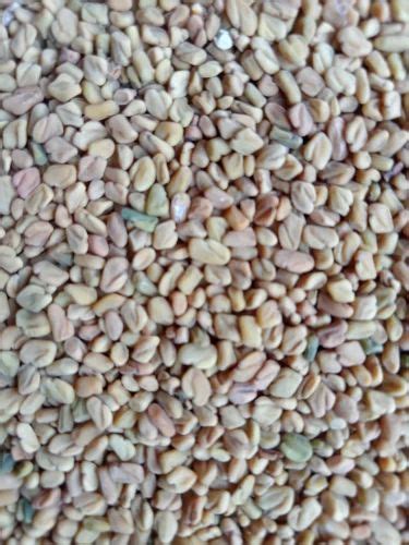 Fenugreek Seeds At Rs Kg Kasuri Methi Seed In Neem Ka Thana