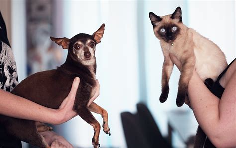 Estudio Prueba Que Los Perros Son Mejores Mascotas Que Los Gatos