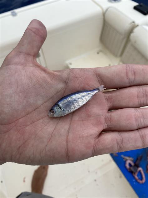 Smallest Fish In The World Ever Caught