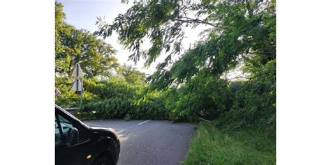 G Nelard Un Arbre Est Tomb Sur La Route Du Canal