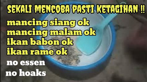 UMPAN MURAH TES DI KOLAM LOMBA GACOR YouTube