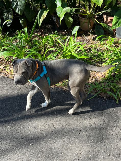 Sharpie Florida Chinese Shar Pei Rescue