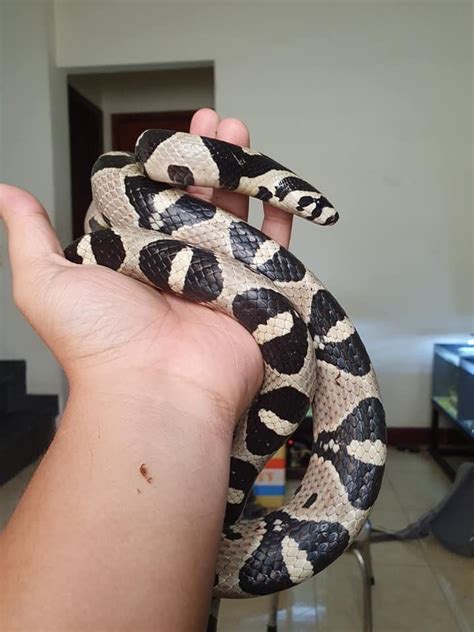 Corn Snake Vs Ball Python As Pets Which One Is Better Corn Snake