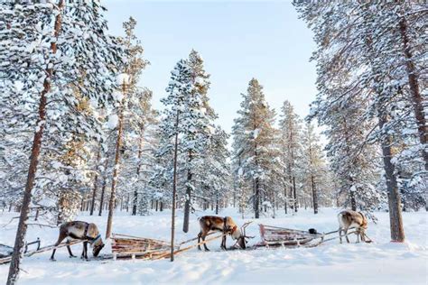 Rovaniemi: Reindeer, Huskies & Santa Claus Village | GetYourGuide