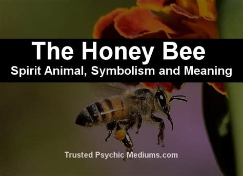 The Honey Bee Spirit Animal A Complete Guide