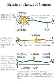 Neuron Types Diagram | Quizlet