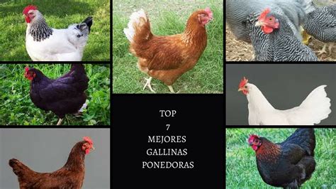 Top 7 Mejores Gallinas Ponedoras 2017 Youtube