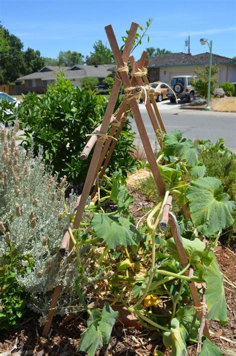 A Weekend Project Butternut Squash Trellis East Sac Edible Squash