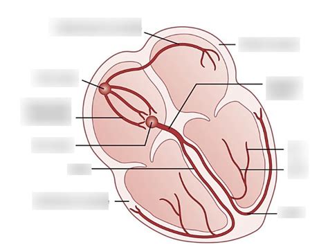 Electrical pattern of the heart (Ch. 23) Diagram | Quizlet