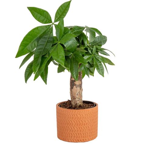 Houseplants 101 The Money Tree Pachira Aquatica Creative 44 Off