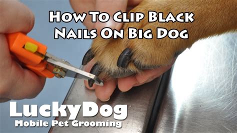 How To Clip Black Nails On Big Dog Youtube