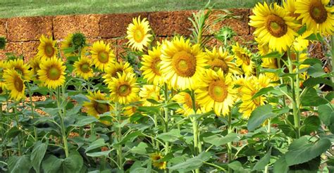 How Tall Can Sunflowers Grow